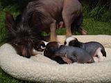 CHIEN NU CHINOIS 296